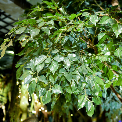 B Style Large Artificial Ficus Tree Custom Height Shopping Mall Foliage Tree Natural Looking