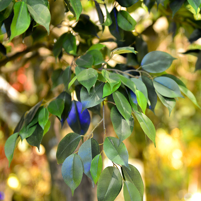 Real Touch Artificial Banyan Tree PU Evergreen Leaves Highly Simulated Trunk No Pest Plants