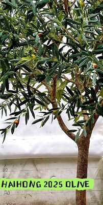 Hot Selling Artificial Plant Combining Potted Olive Trees High Quality Ornamental Olive Tree Artificial for Interior Decor