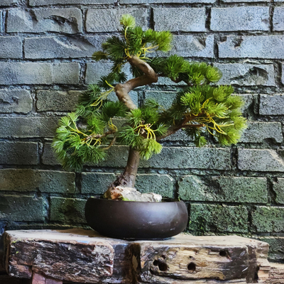 50cm Artificial Pine Trees Fake Potted Plants Bonsai For Office Decoration