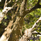 2m de Kunstmatige van de de Ficusc Stijl van Landschapsbomen Grote van de de Douanehoogte Tentoonstelling Hall Foliage Tree