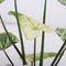 De sier Kleine Installaties Philodendron Birkin van de Punten Kunstmatige Ingemaakte Vloer