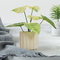 SGS de Kunstmatige Ingemaakte Hoge Simulatie Plastic Philodendron Birkin van Vloerinstallaties