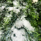 10m-Valse Sneeuw van de Hoogte de Kunstmatige Taxus op Installaties voor Winkelcomplex