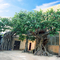 3m de Kunstmatige Grote Ficus die van Landschapsbomen Een eeuw oude Bomen met Oude Wijnstokken Speciale Vorm simuleren