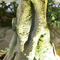 De echte de Boompu Altijdgroene Bladeren van Aanrakings Kunstmatige Banyan simuleerden hoogst Boomstam Geen Ongedierteinstallaties