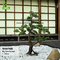 Binnen de Bonsai Echte Aanraking van de Decoratie Anti Langzaam verdwijnende Kunstmatige Zwarte Pijnboom