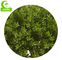 Anti Langzaam verdwijnende Kunstmatige Topiary Boom, Kunstmatige Spiraalvormige Boom 110cm