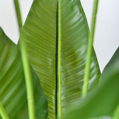 Artificial Bird of Paradise Plant Indoor - Wholesale Realistic Fake Palm Trees Manufacturer Direct